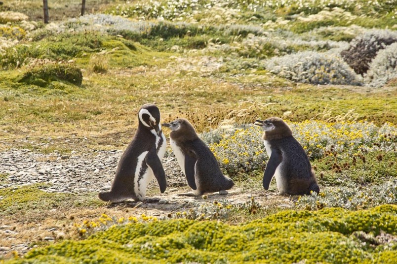 La Patagonie, au cœur d’une nature intacte