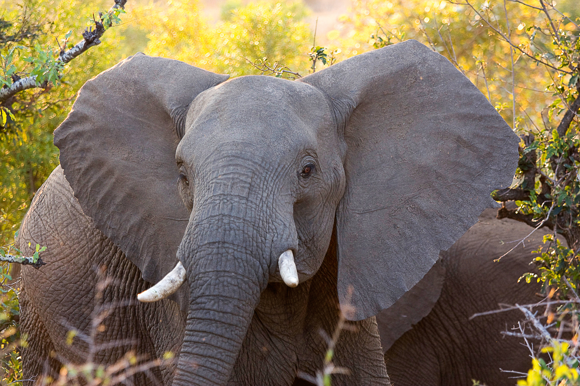 Eléphants afrique du sud