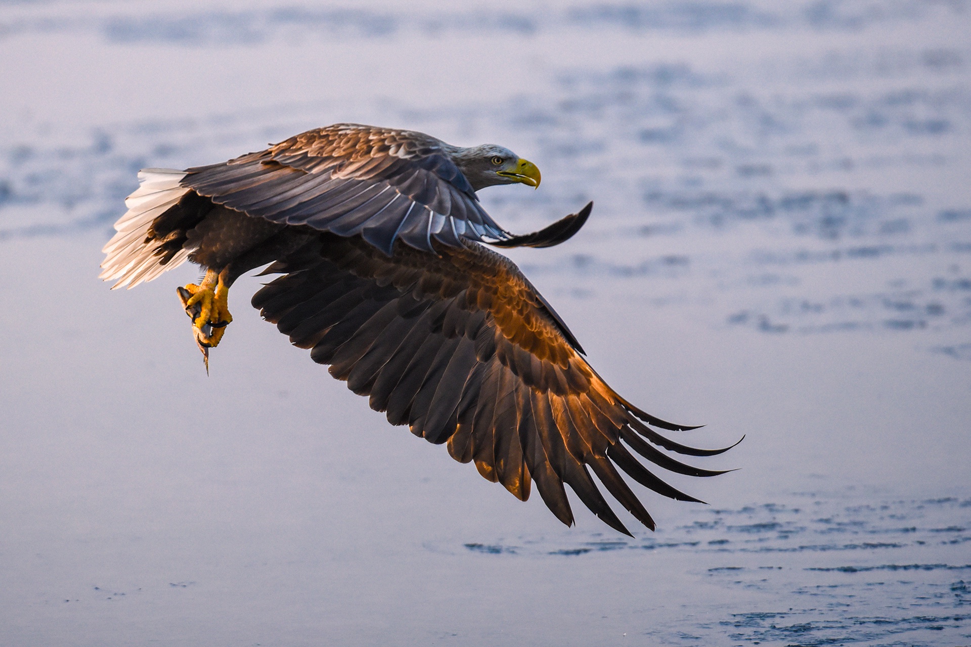 Pêche de l'aigle de Steller, Hokkaido - Japon par Luciano Lepre