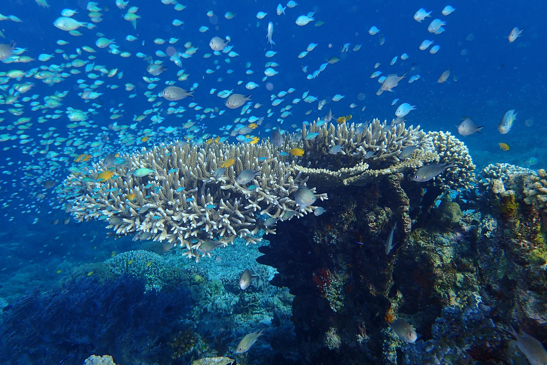 Superbes fonds marins en Indonésie