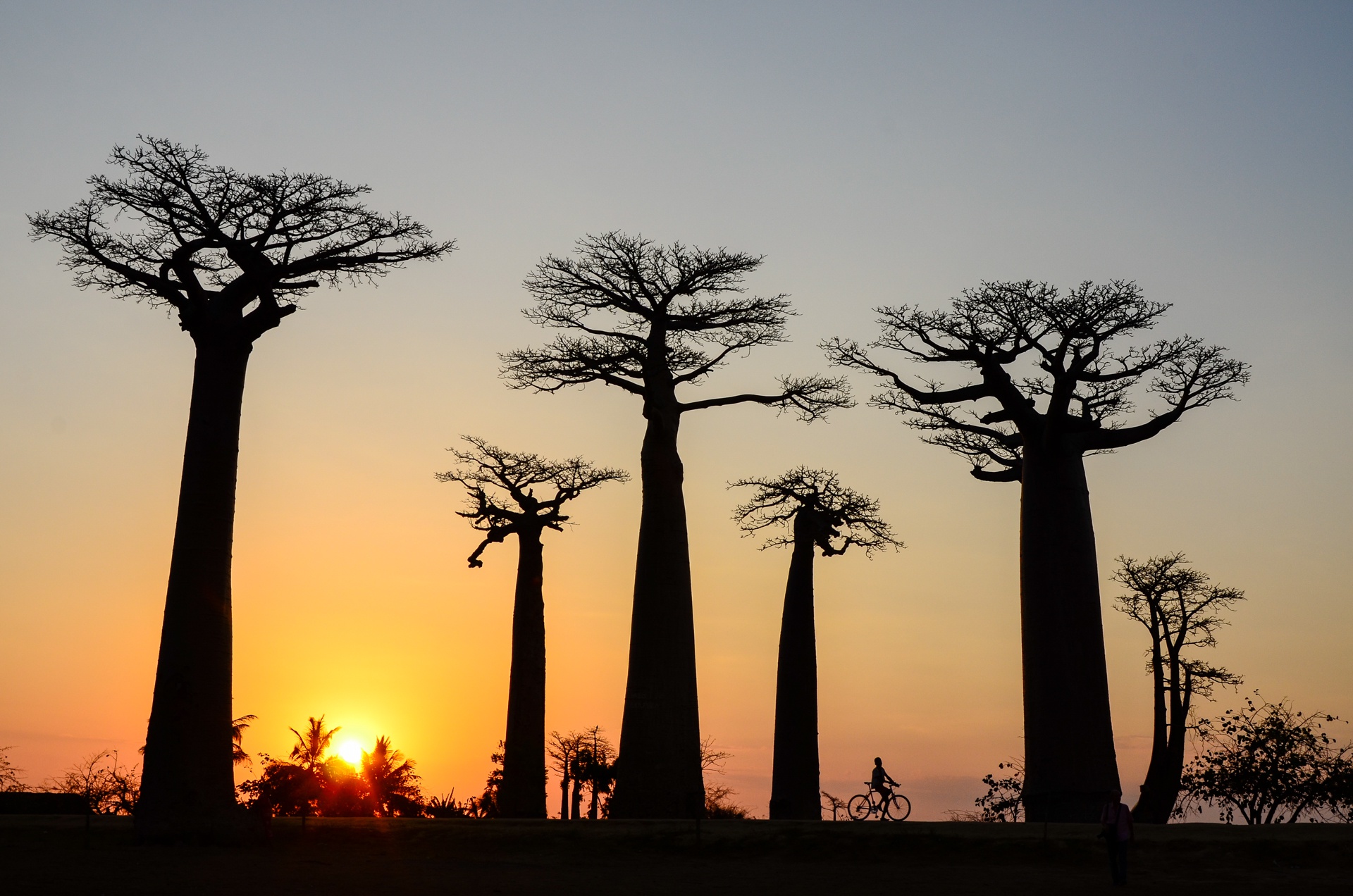 Allée de Baobab Madagascar