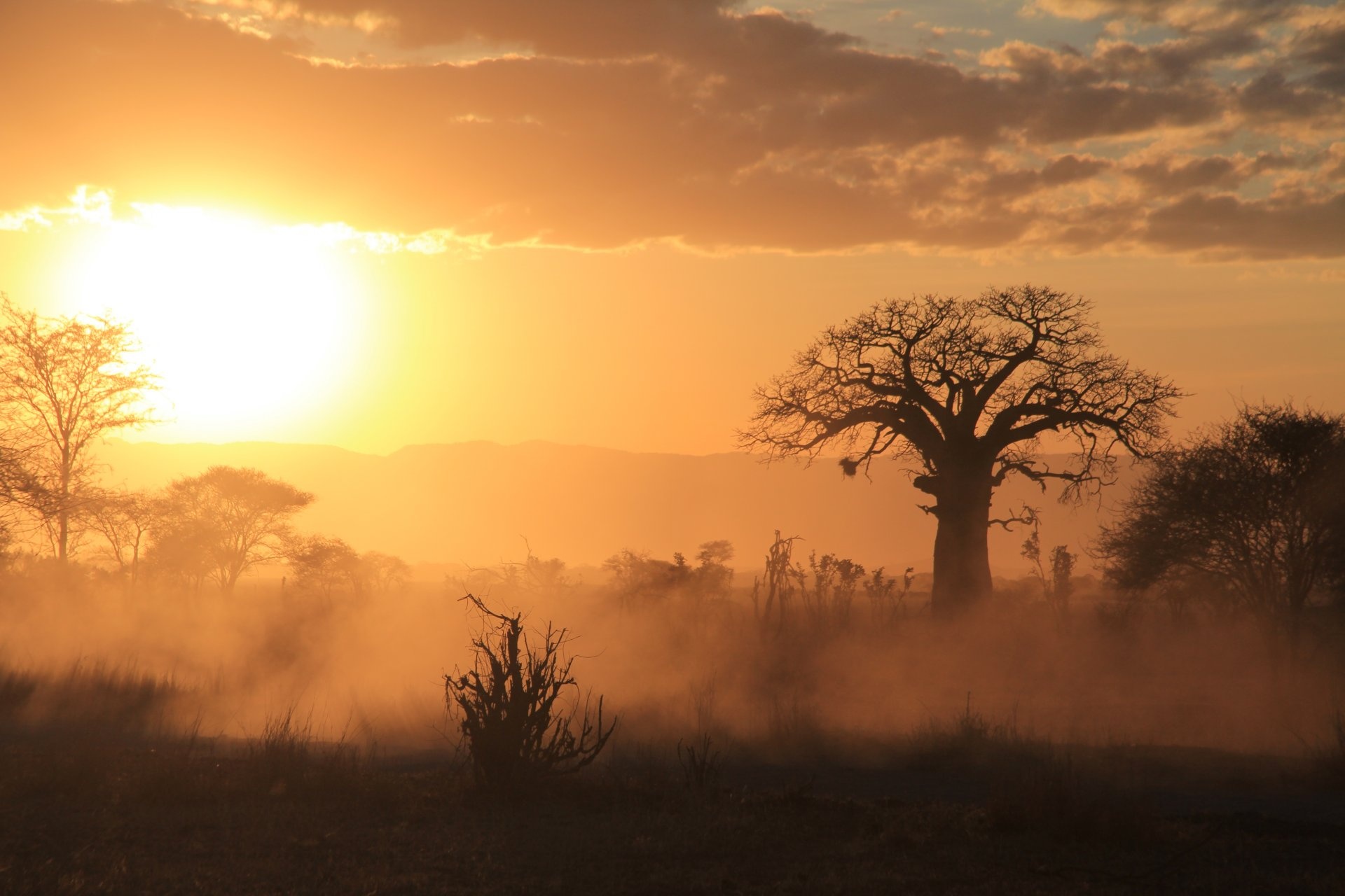 Brousse au coucher du soleil Tanzanie