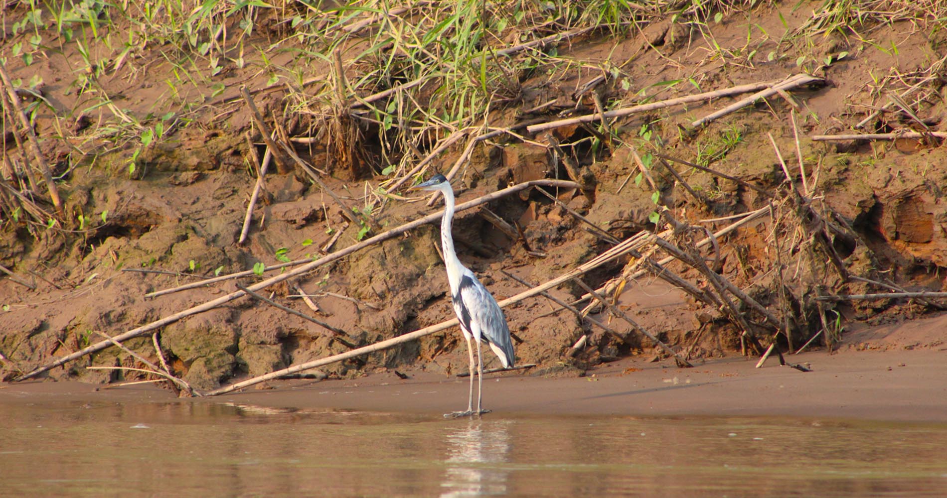 Aigrette