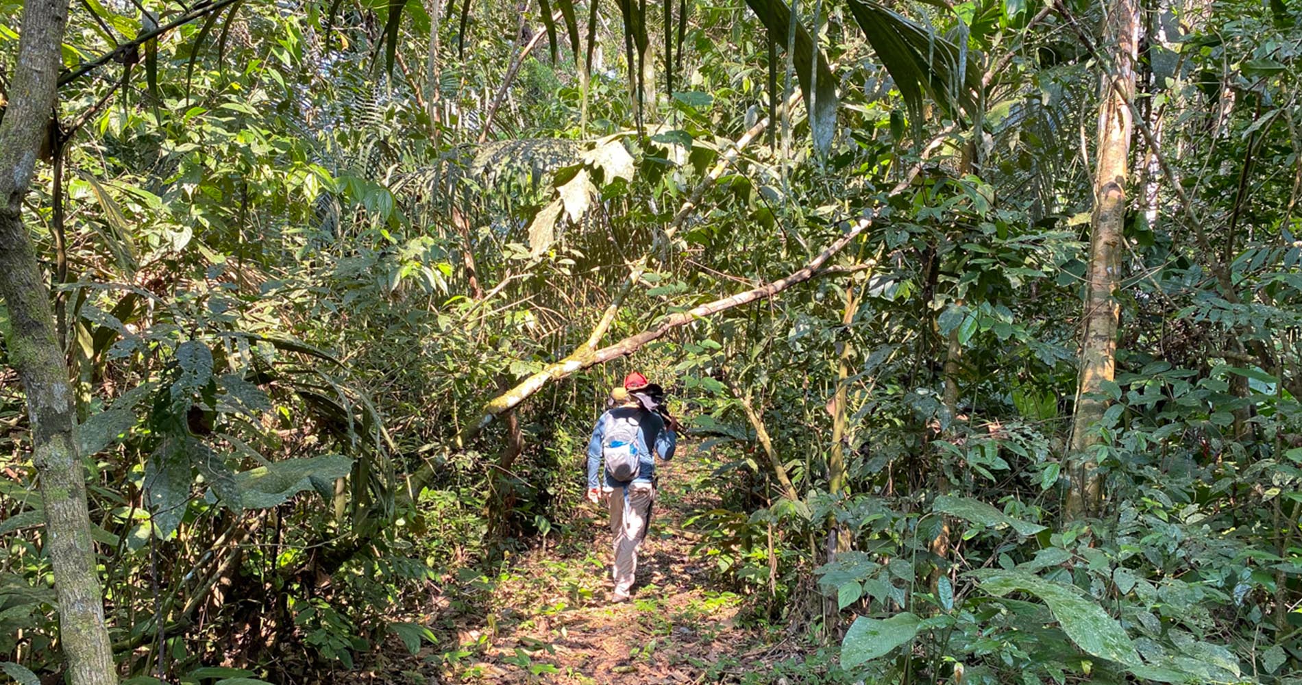 Balade au coeur de l'Amazonie