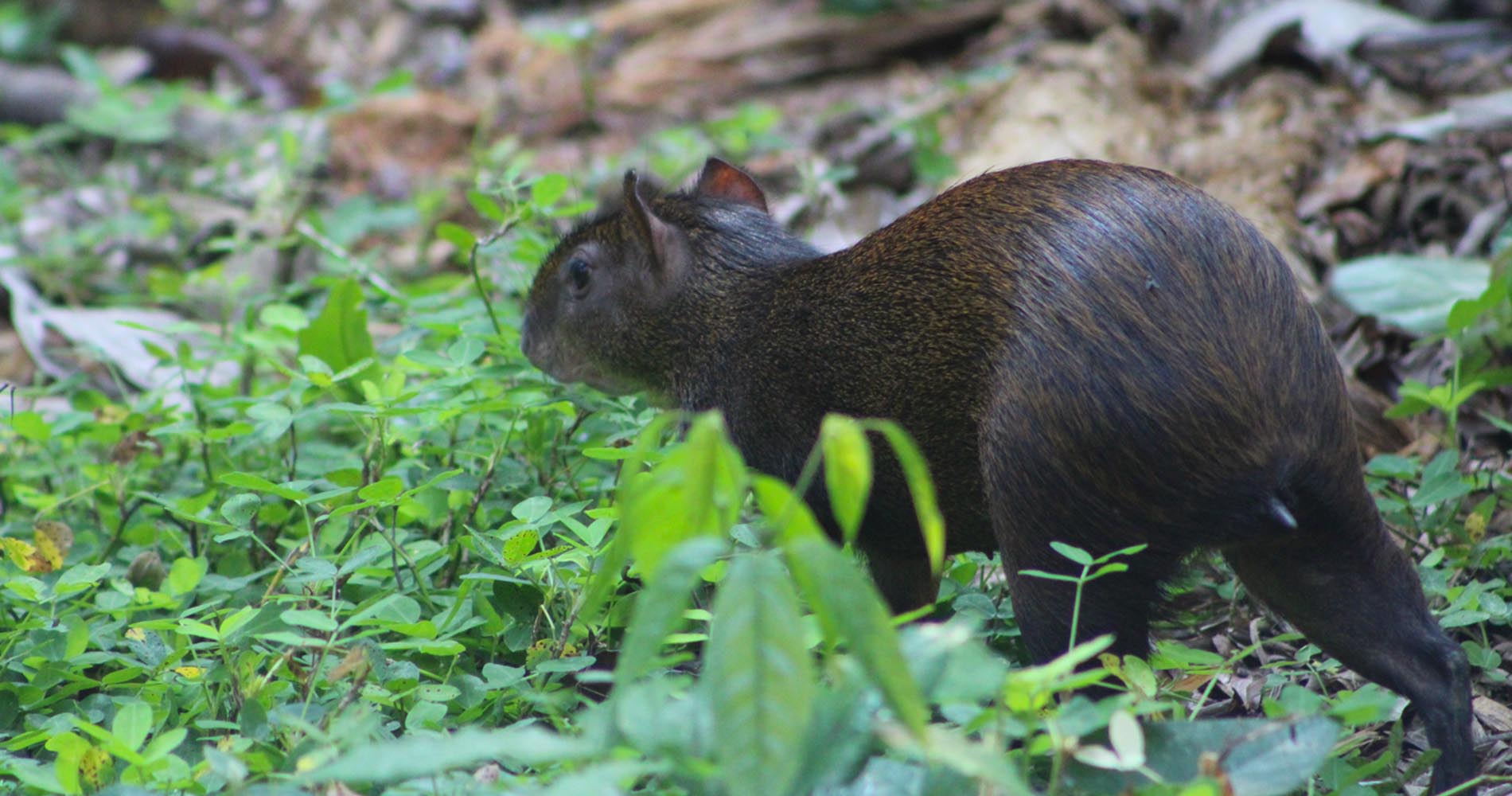 Agouti