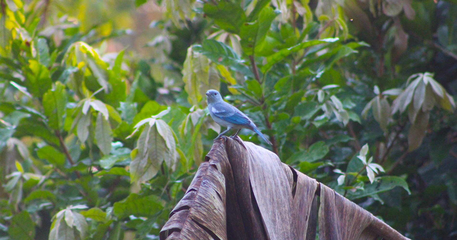 Oiseau bleu