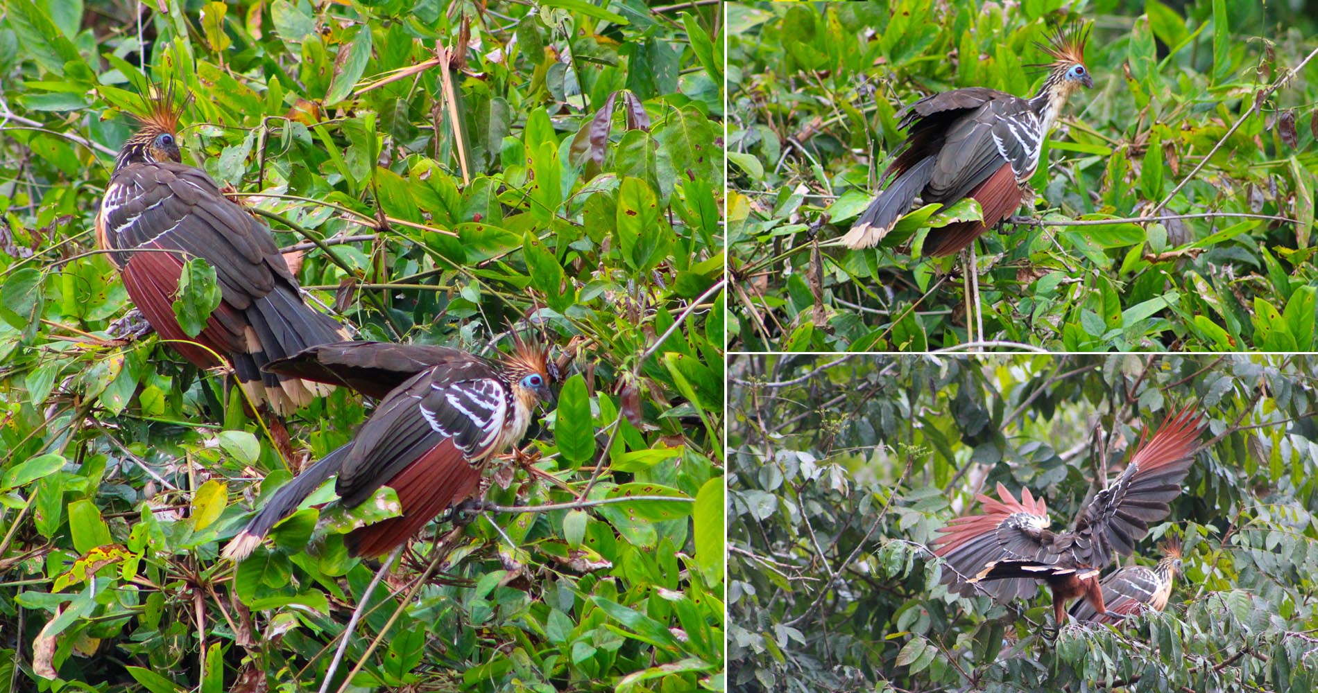 De drôles d’oiseaux peuples les rives du lac, un côté punk qu’on aime beaucoup.