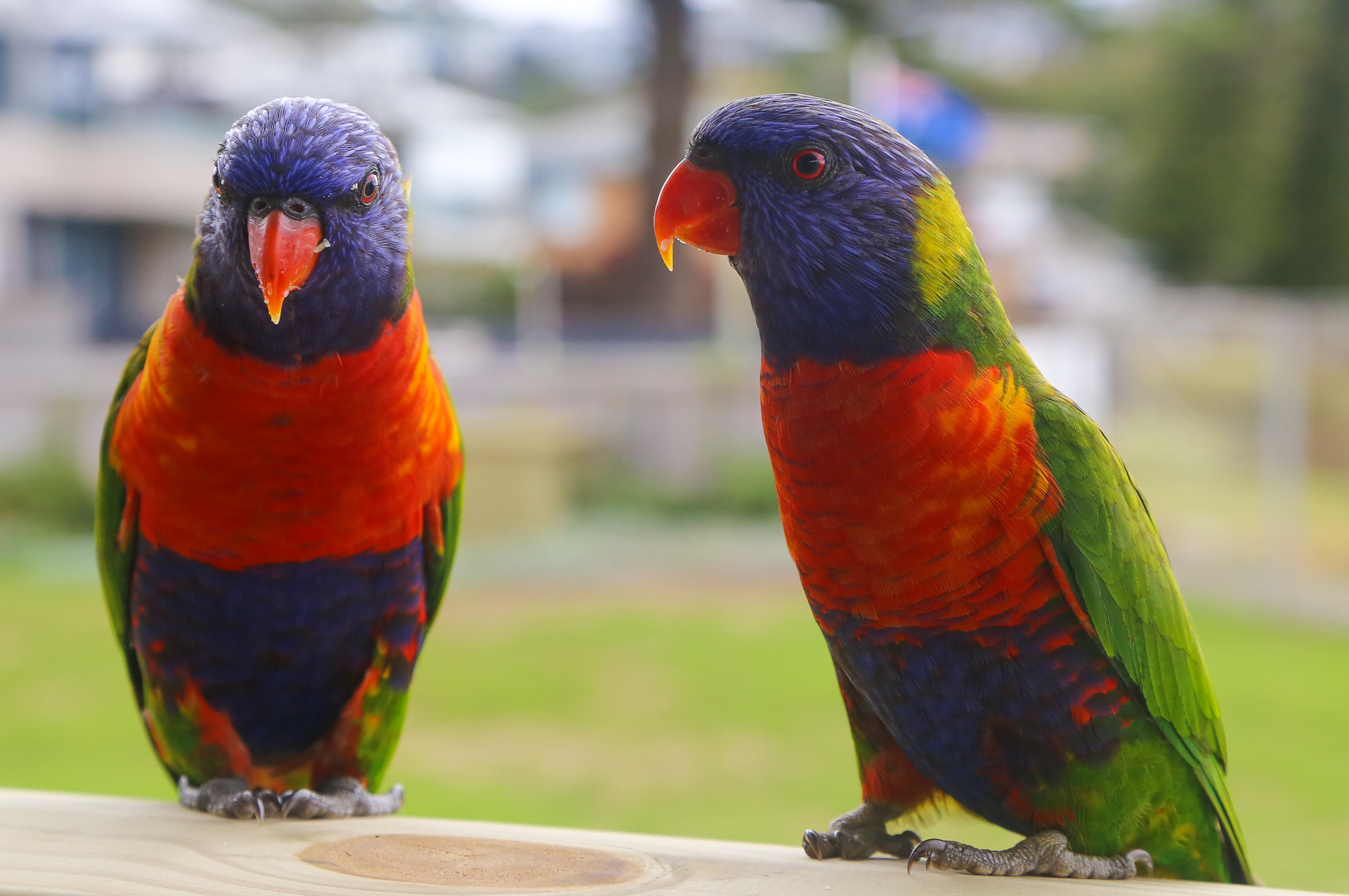 Perroquets à Avoca Beach