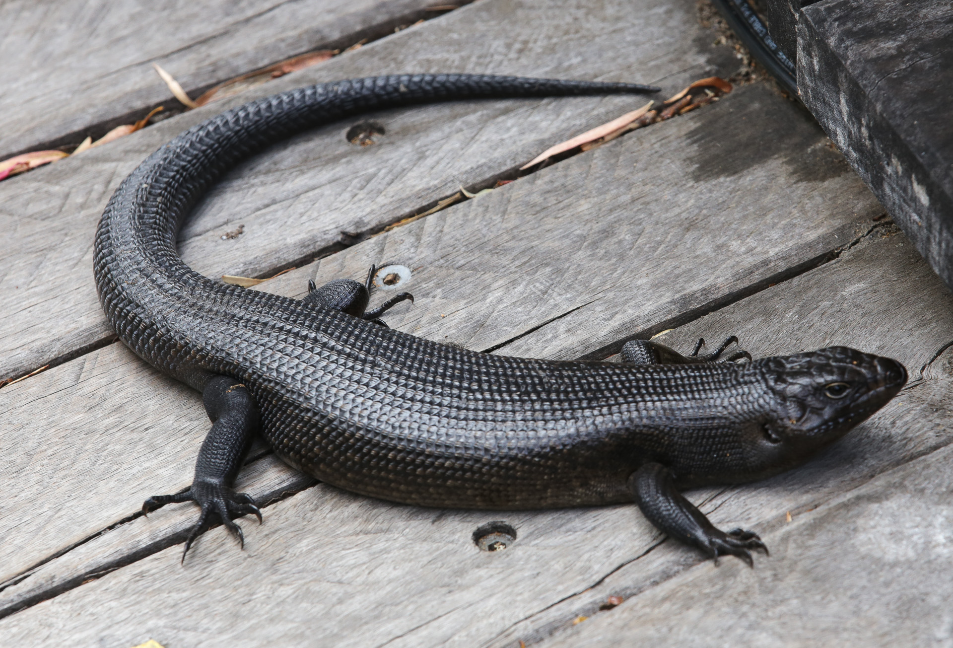 Voyage Australie lezard de Lake Cave