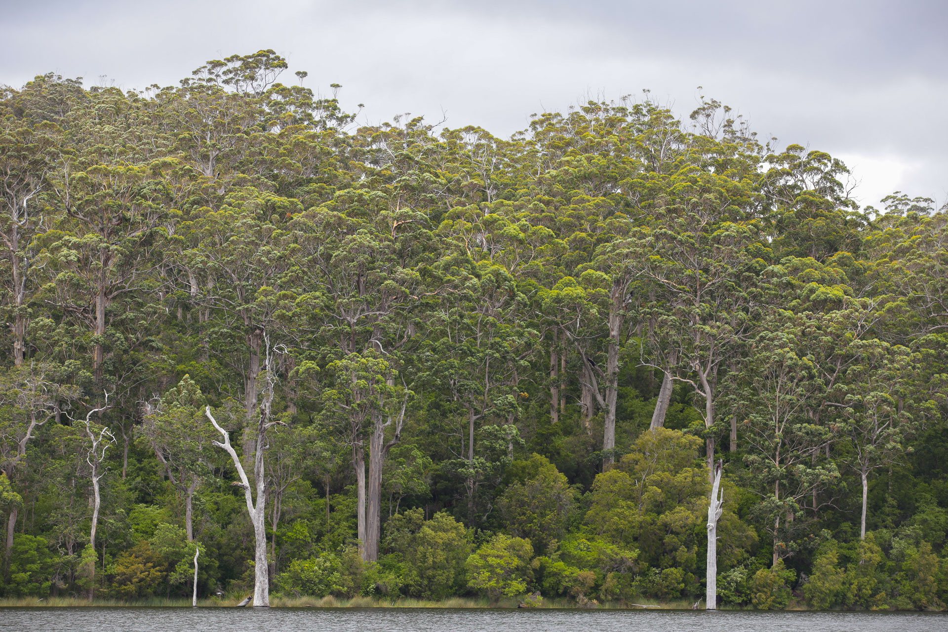 Eucalyptus diversicolor, les plus grands arbres d’Australie - De Margaret River à Pemberton