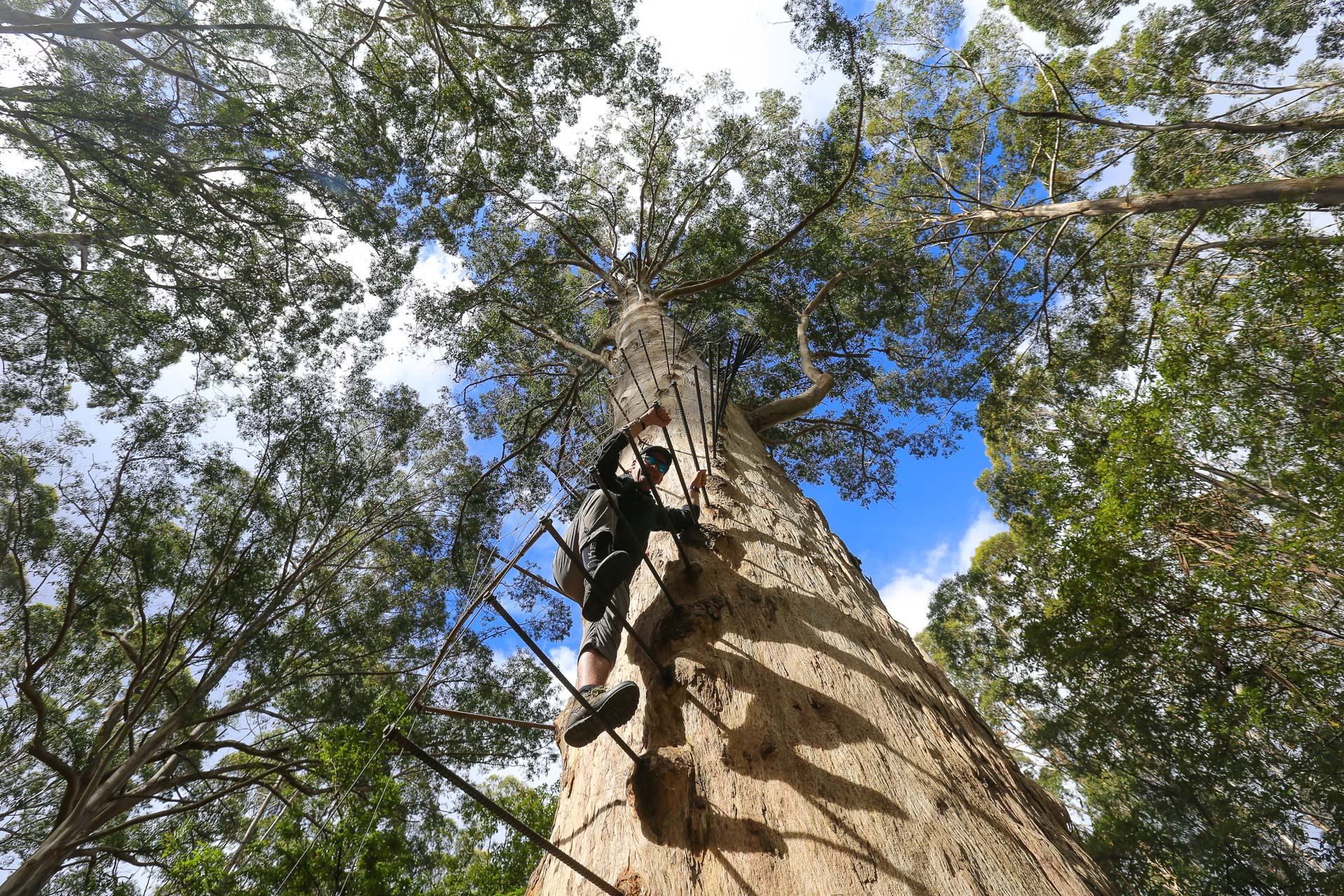 Le Gloucester Tree  - De Margaret River à Pemberton