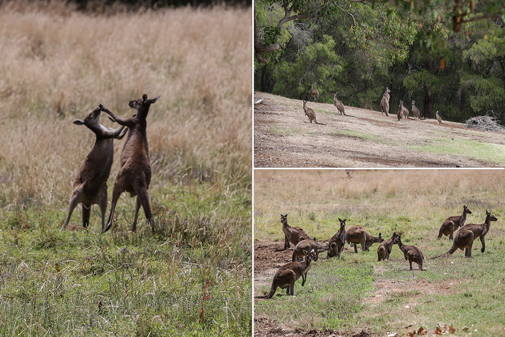 Kangourous - De Margaret River à Pemberton