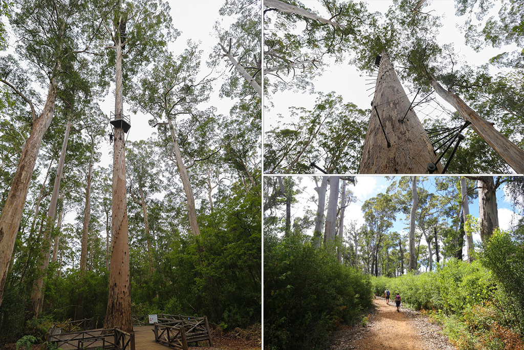 Le Bicentenial Tree - Autour de Pemberton