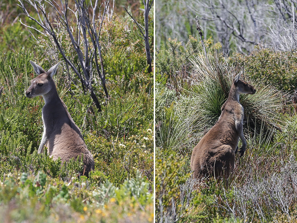 Rencontre d’une famille de kangourous - Autour de Pemberton