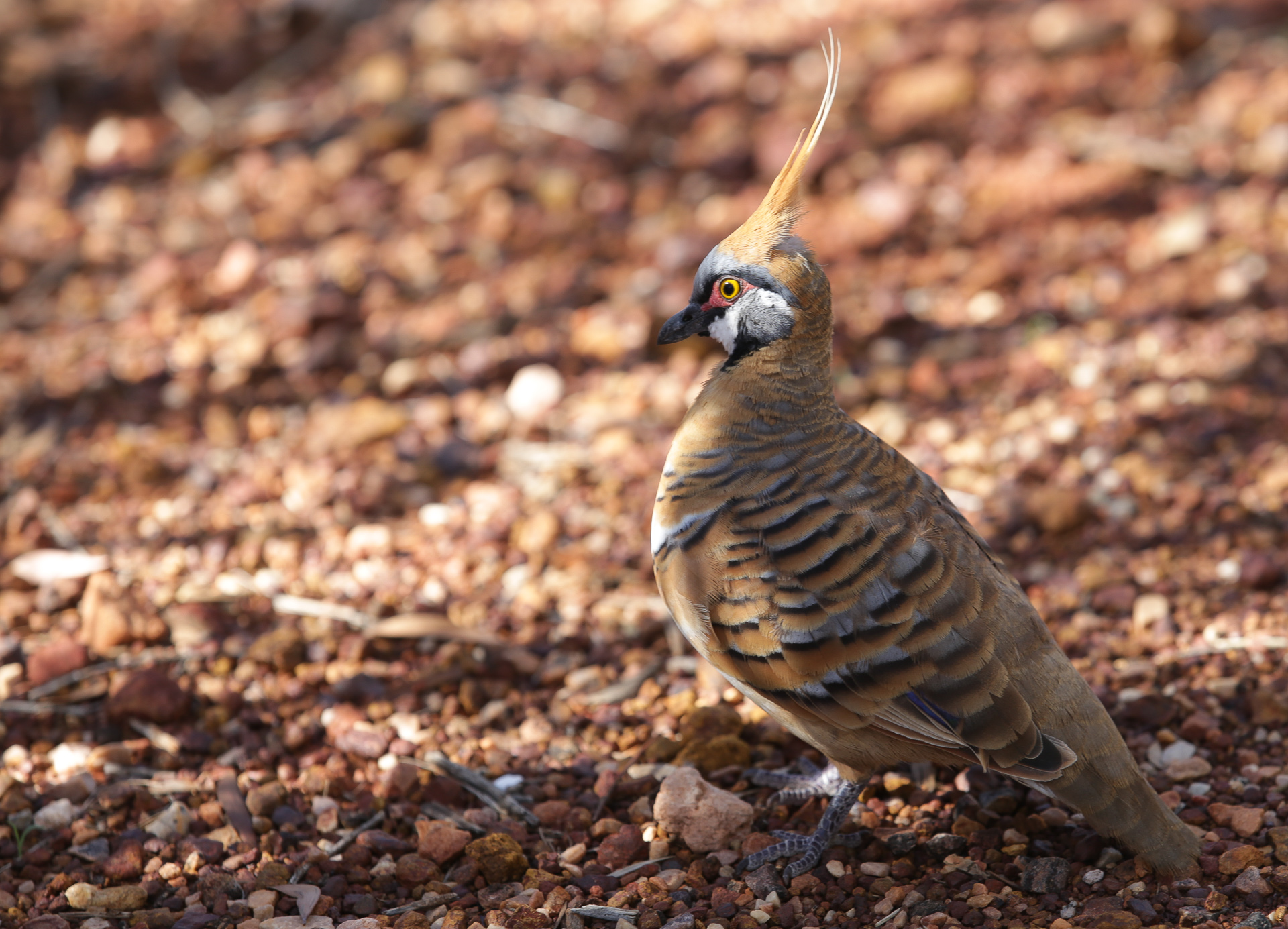 Oiseau Kings Creek Walk