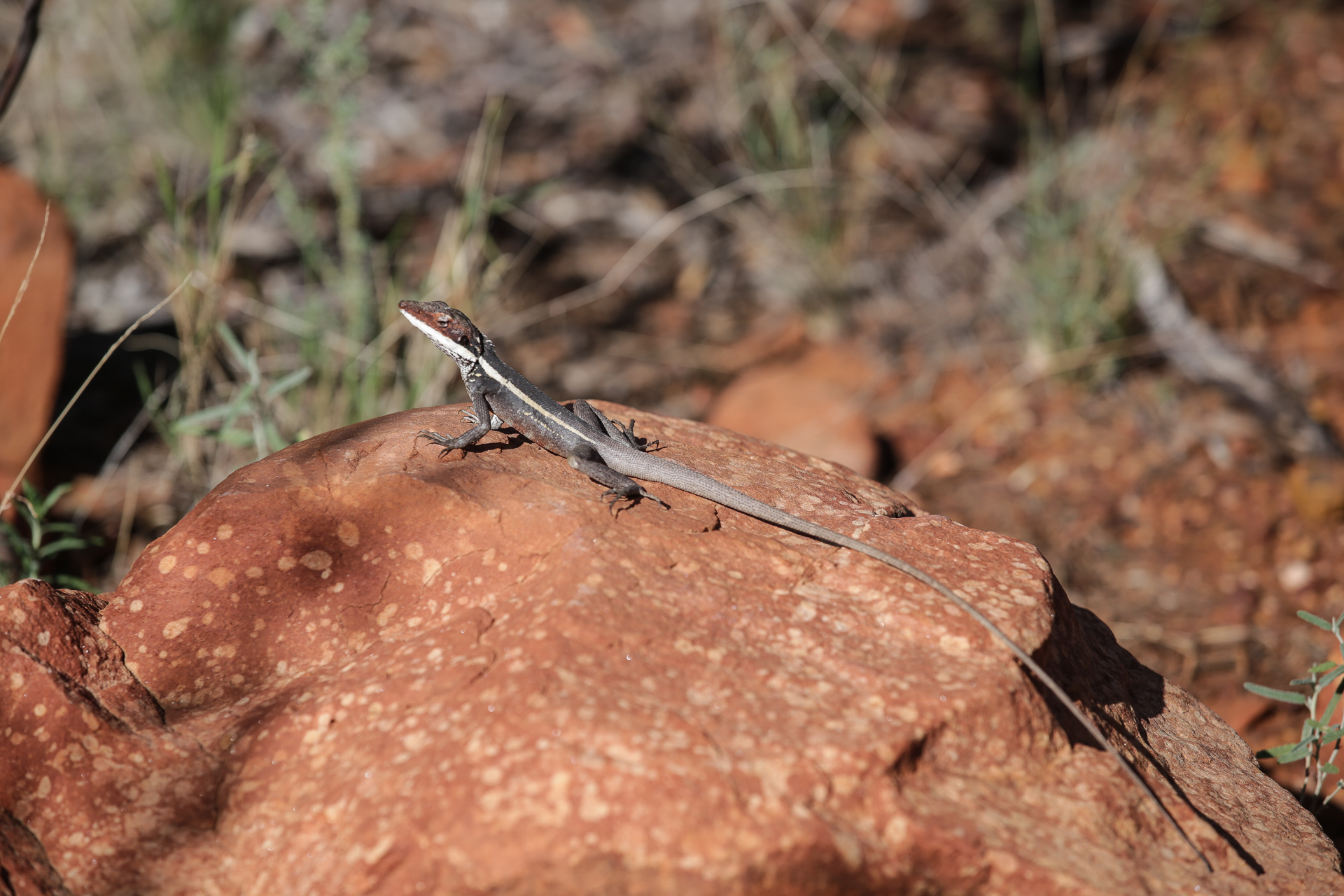 reptile Kings Creek Walk