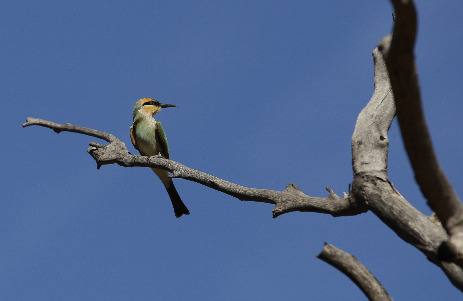 oiseau Kings Creek Walk