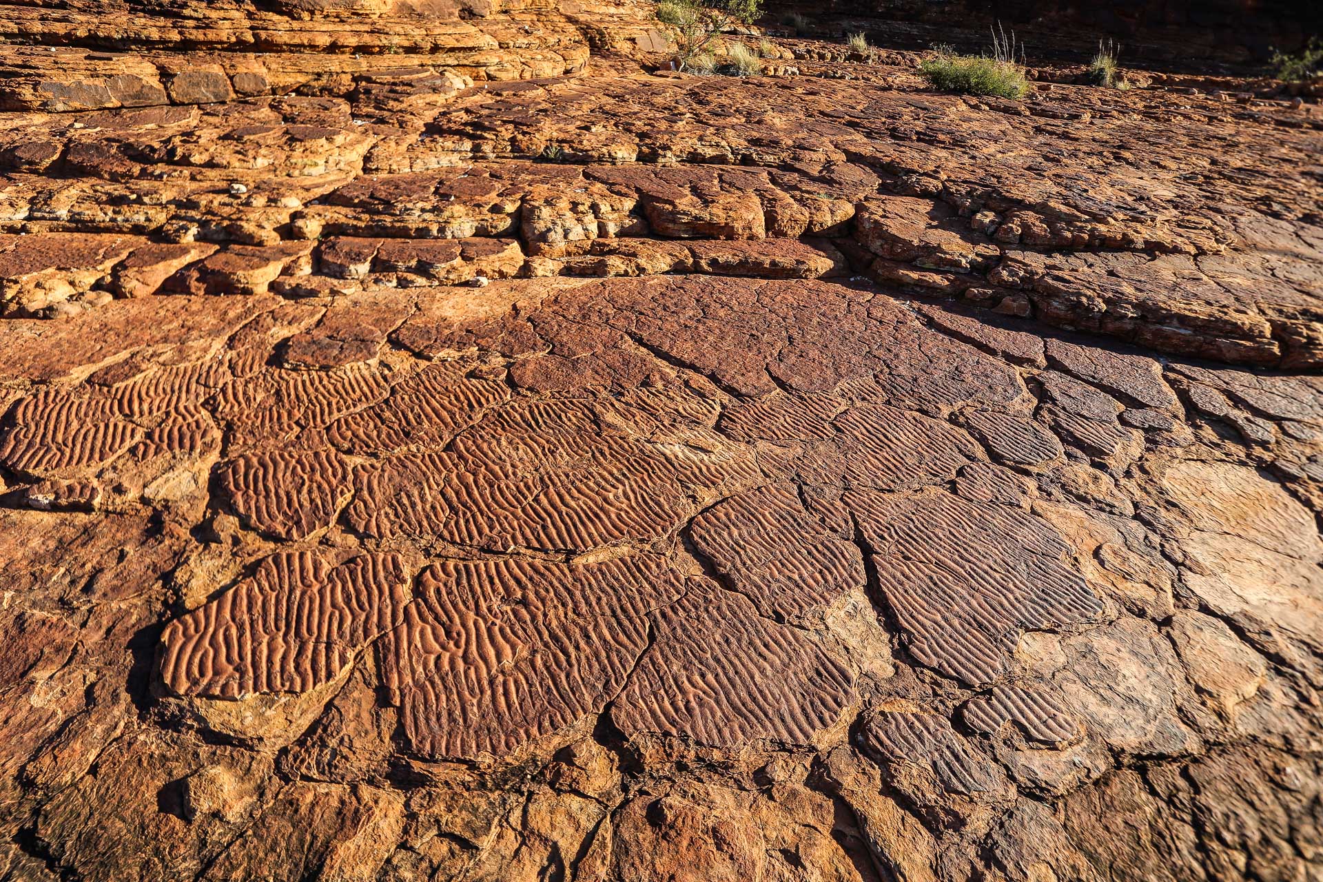 Le sol de ce plateau est couvert de fossiles - De Kings Canyon à Ayers Rock