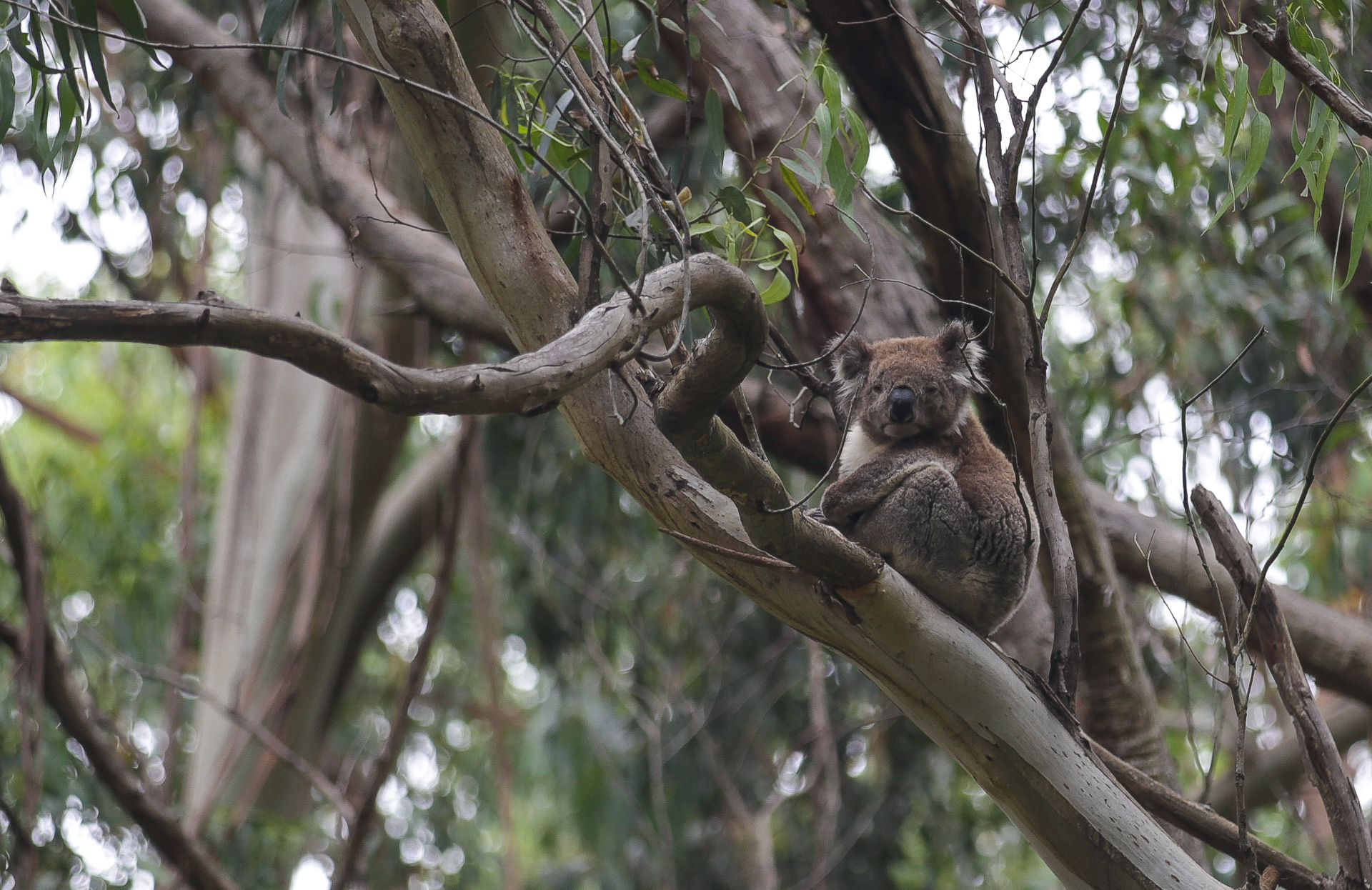 Koala