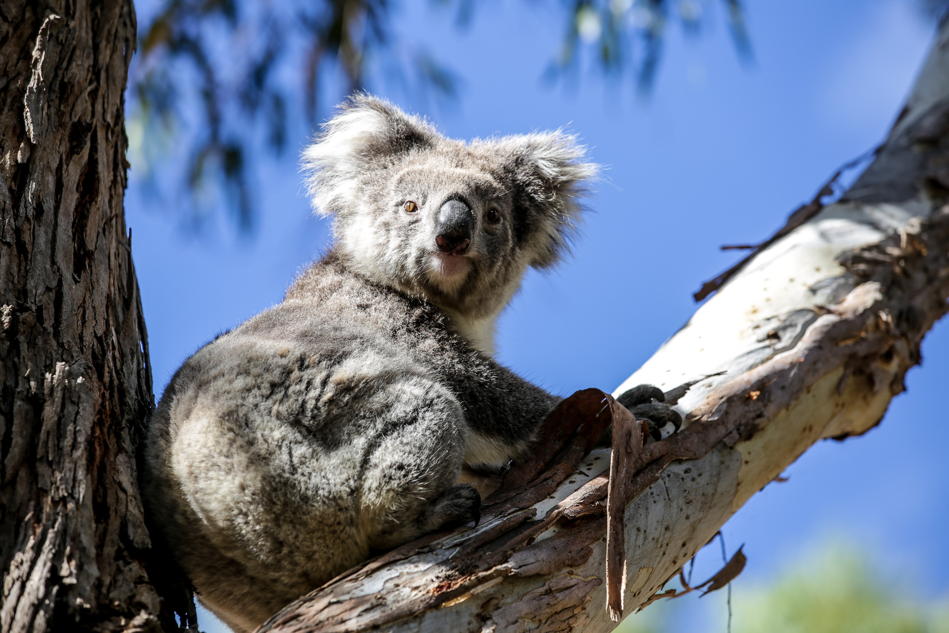 Koala