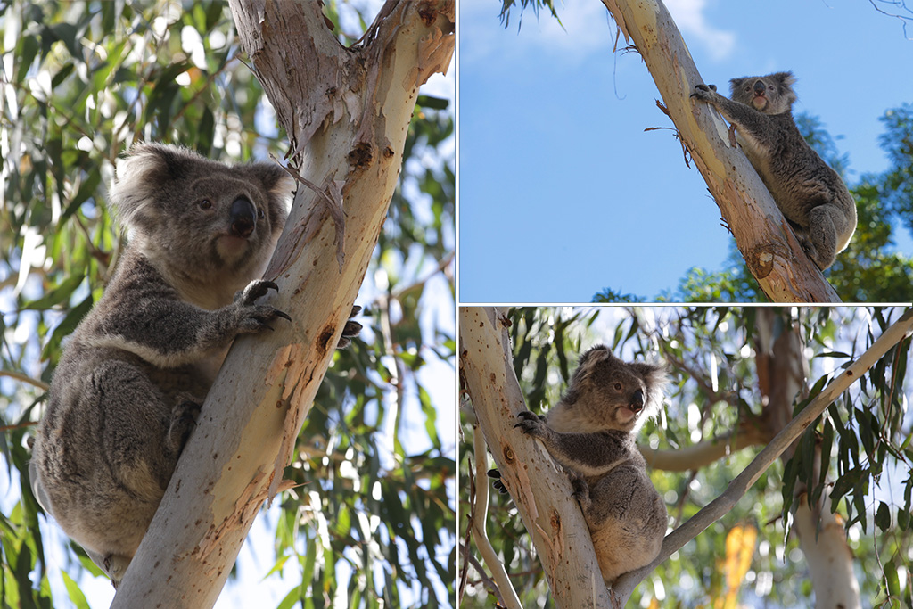 Koala