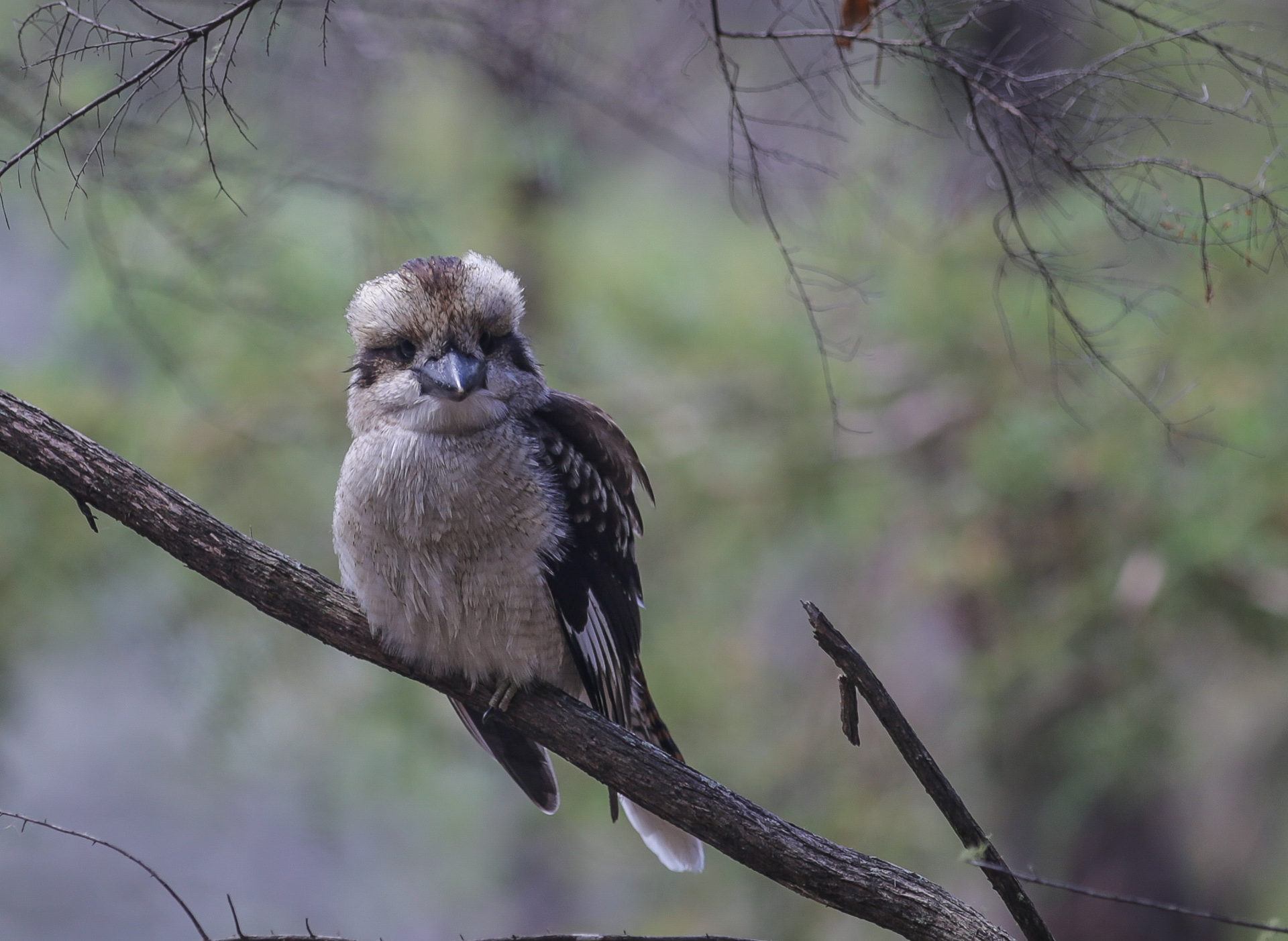 Un bel oiseau dans la forêt de l’isthme - Freycinet National Park