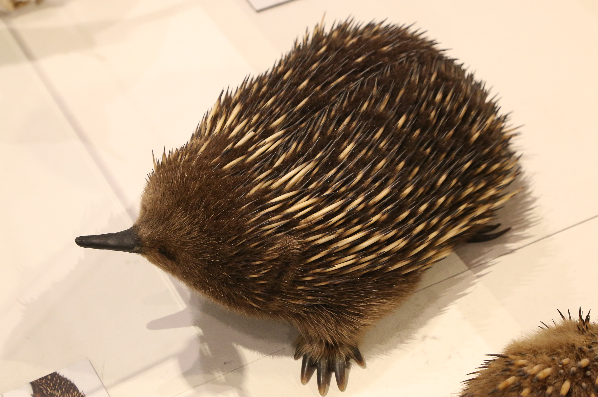 Un echidné (de la famille des ornithorynque) - De Freycinet National Park à Launceston