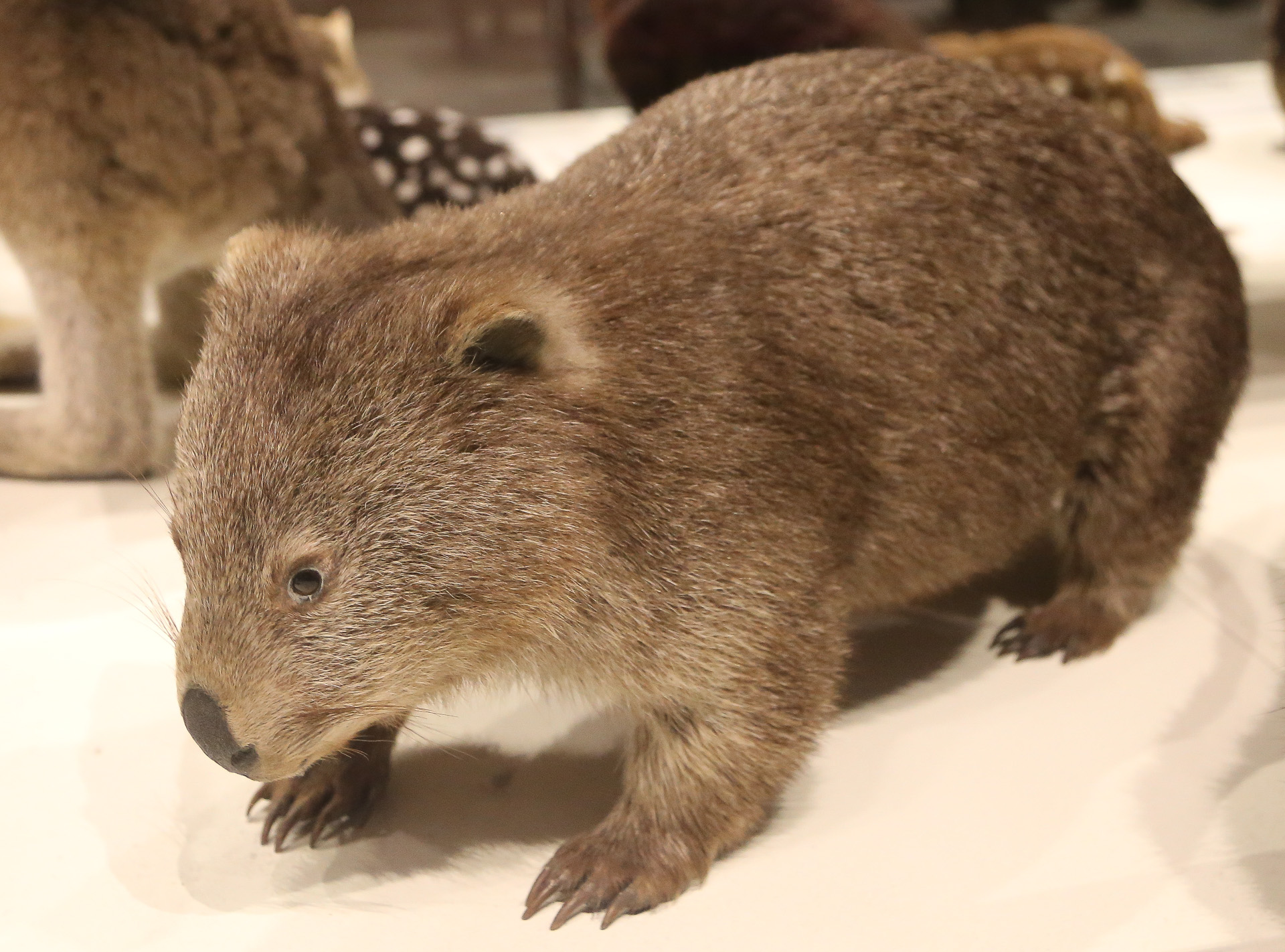 Le wombat, animal typique de Tasmanie - De Freycinet National Park à Launceston
