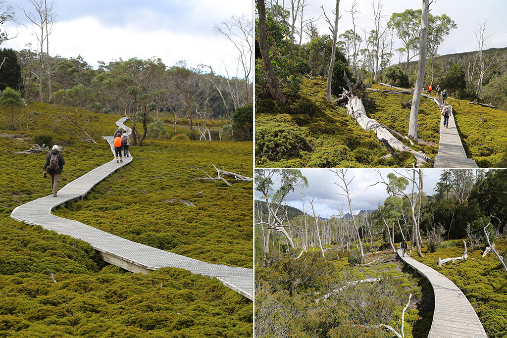 Sur le Boardtrack conduisant à Ranger Station - De Launceston à Cradle Mountain