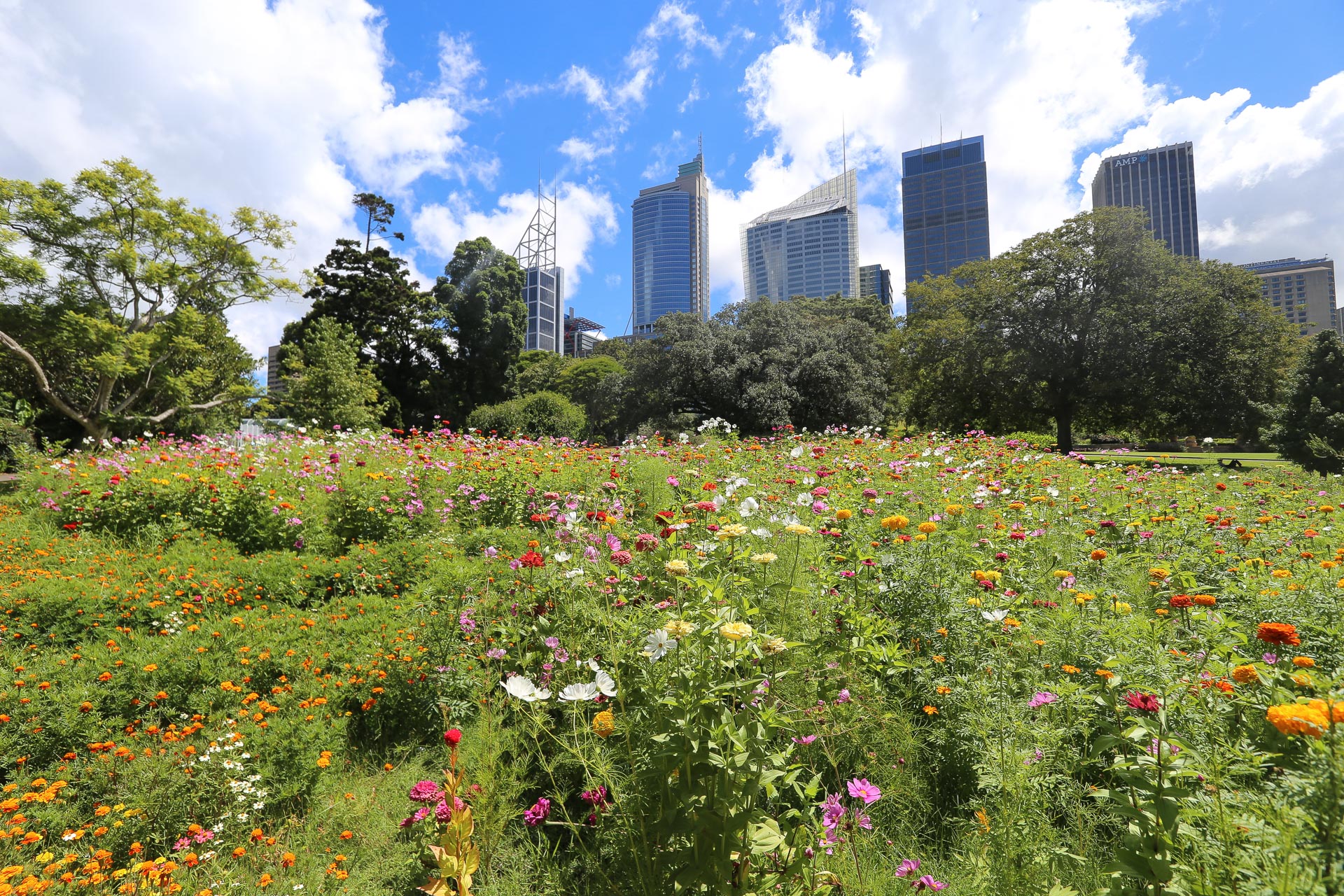 skyline sydney depuis le jardin botanique