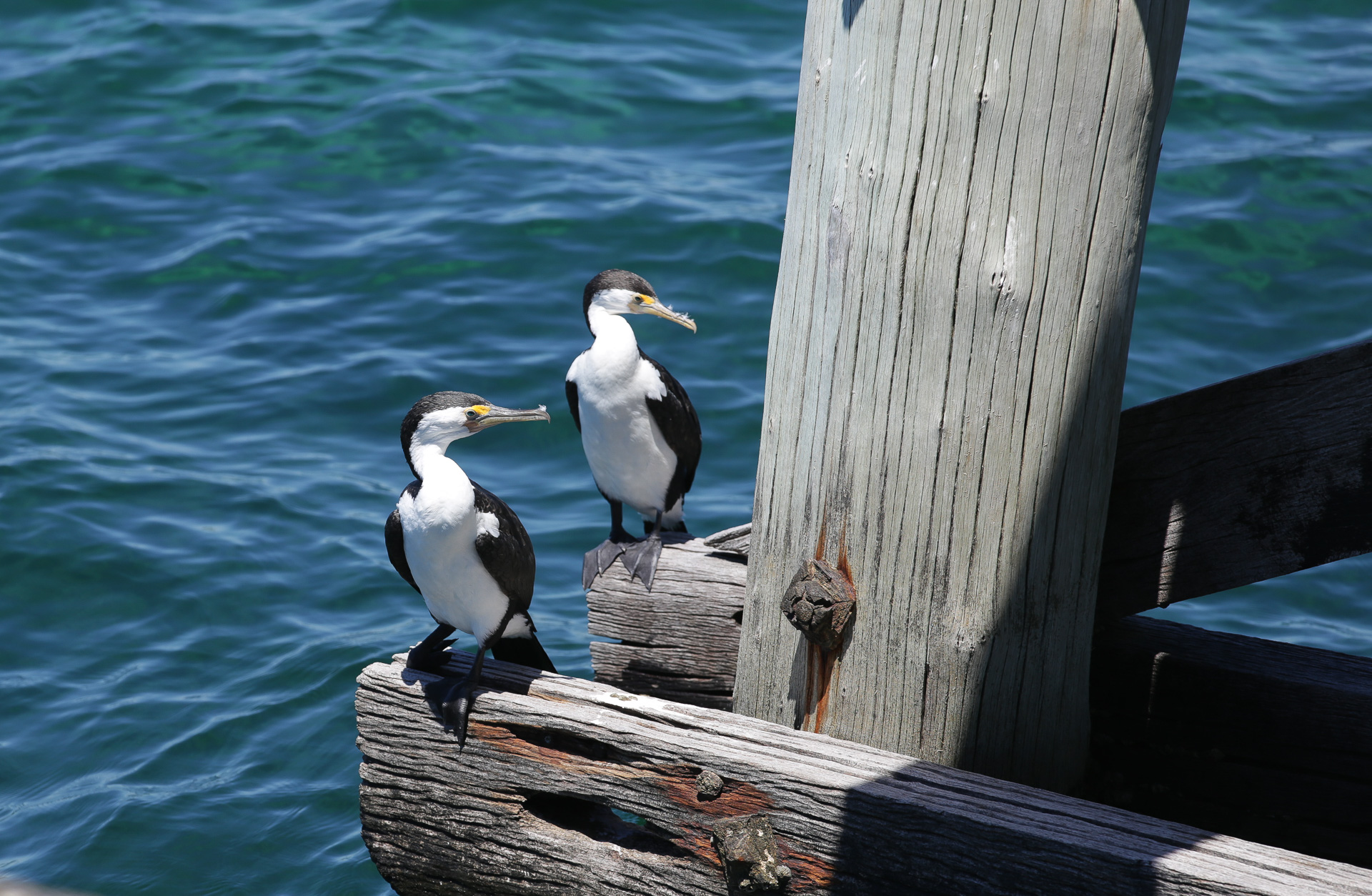 Le pont sert d’observatoire pour les cormorans - Freemantle, Busselton et Cape Naturaliste