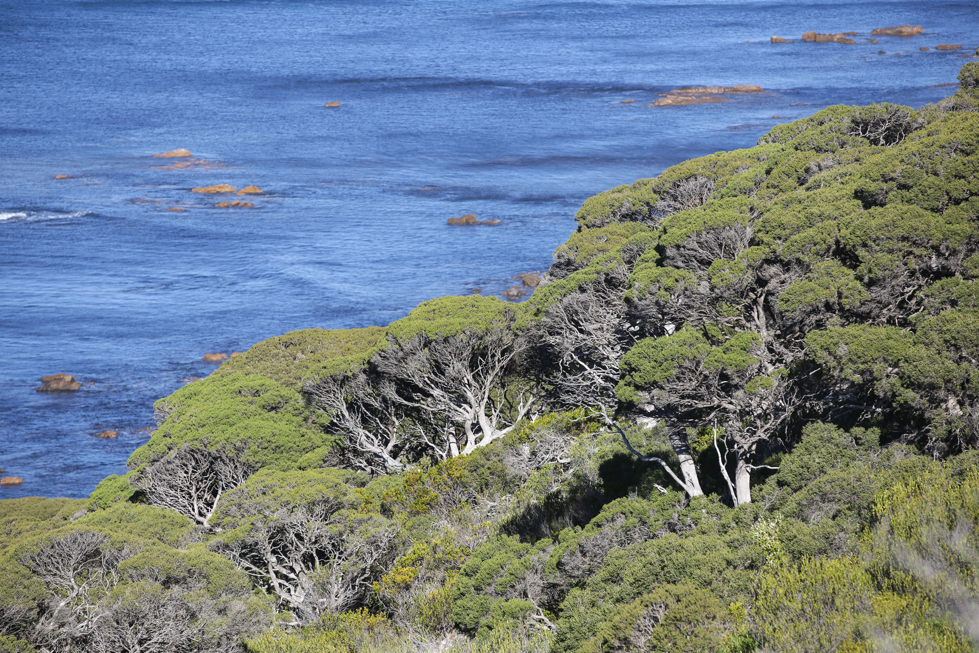 Végétation Cape Naturalist voyage Australie Tirawa