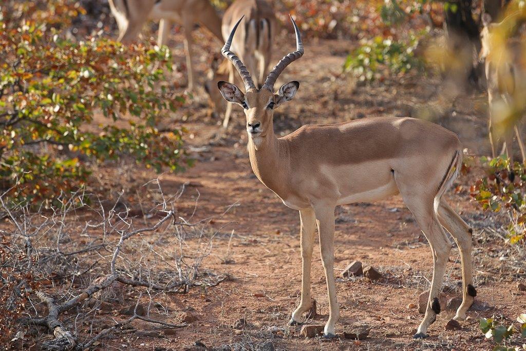 Impalas