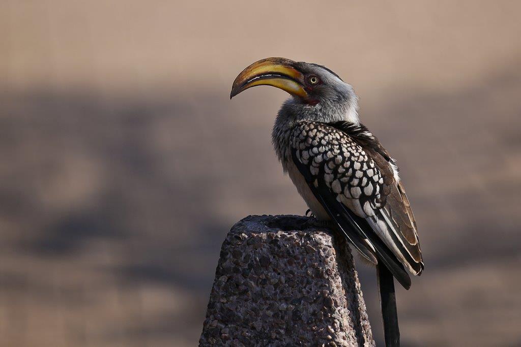 Hornbill