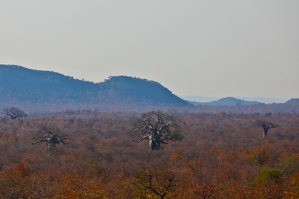 Paysage du Nord Kruger, ponctué de baobabs