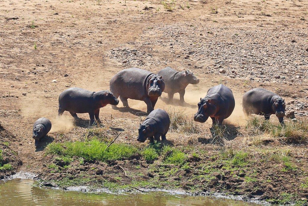 Hippopotames