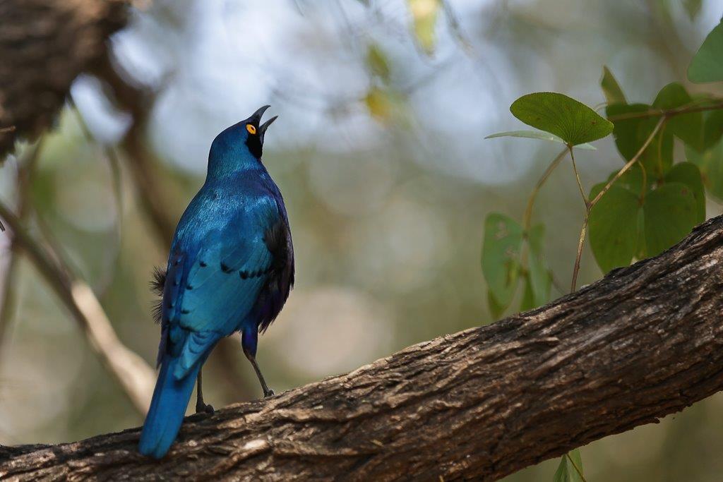 Burchell's starling