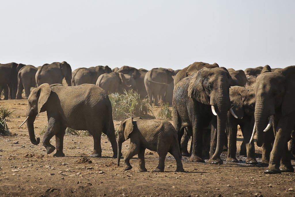 Une des nombreuses hardes d'éléphants que nous croisons dans la partie nord du Parc Kruger