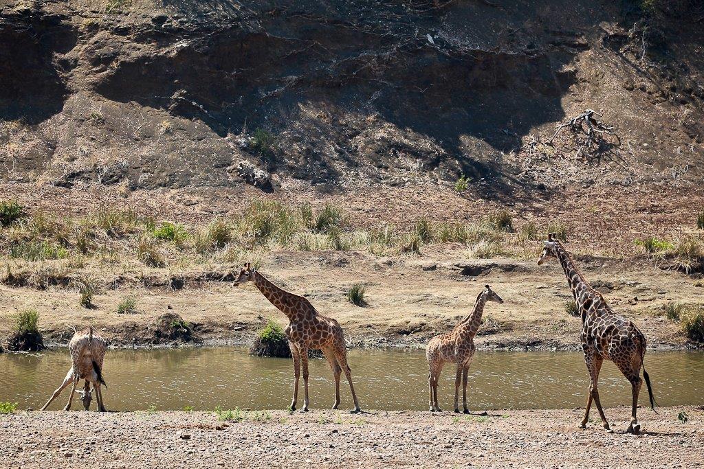 Girafes