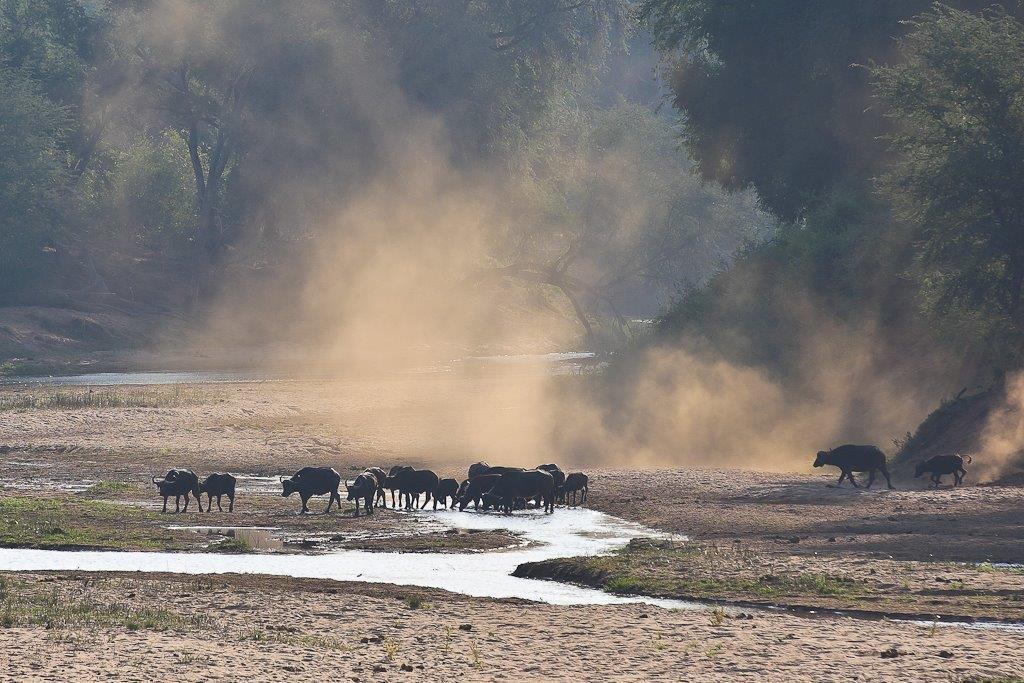 Troupeau de buffles sur les rives de la Luvuvhu