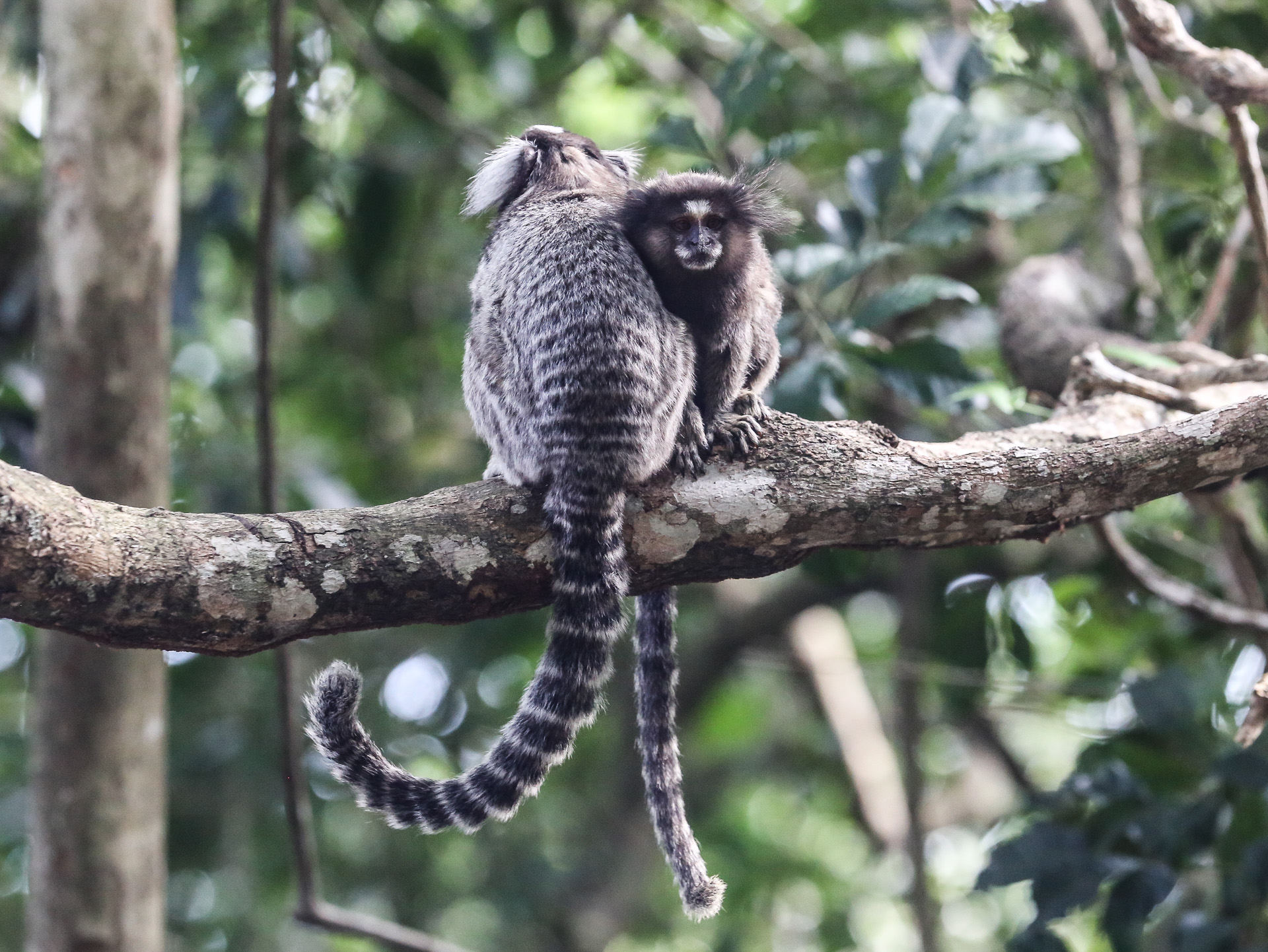 En redescendant du fort, des singes Mico (Callitrix)