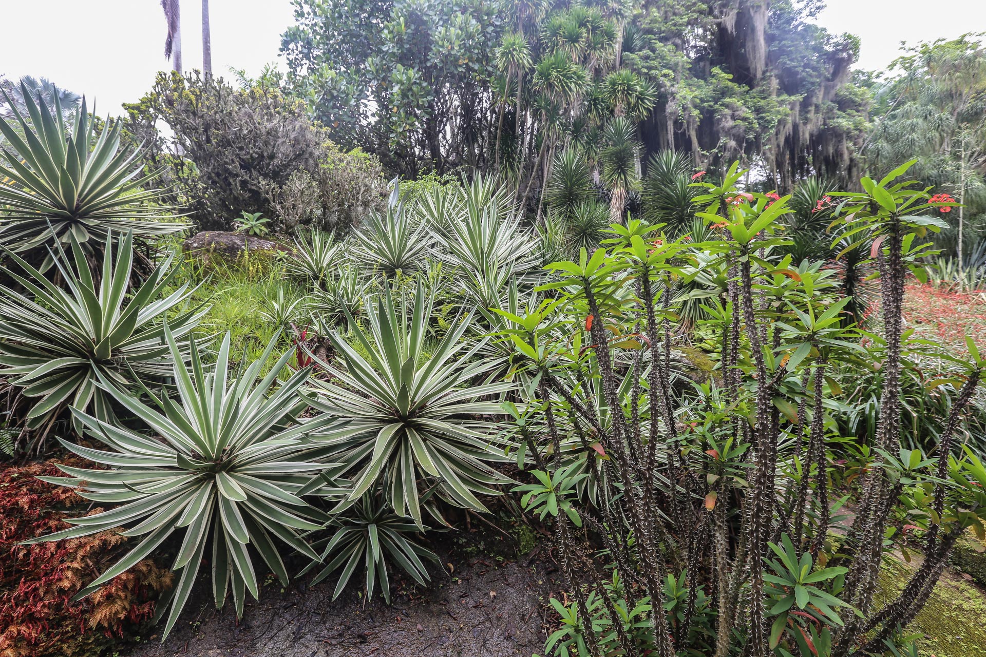 Plus de 3000 plantes tropicales sont répertoriées sur le site