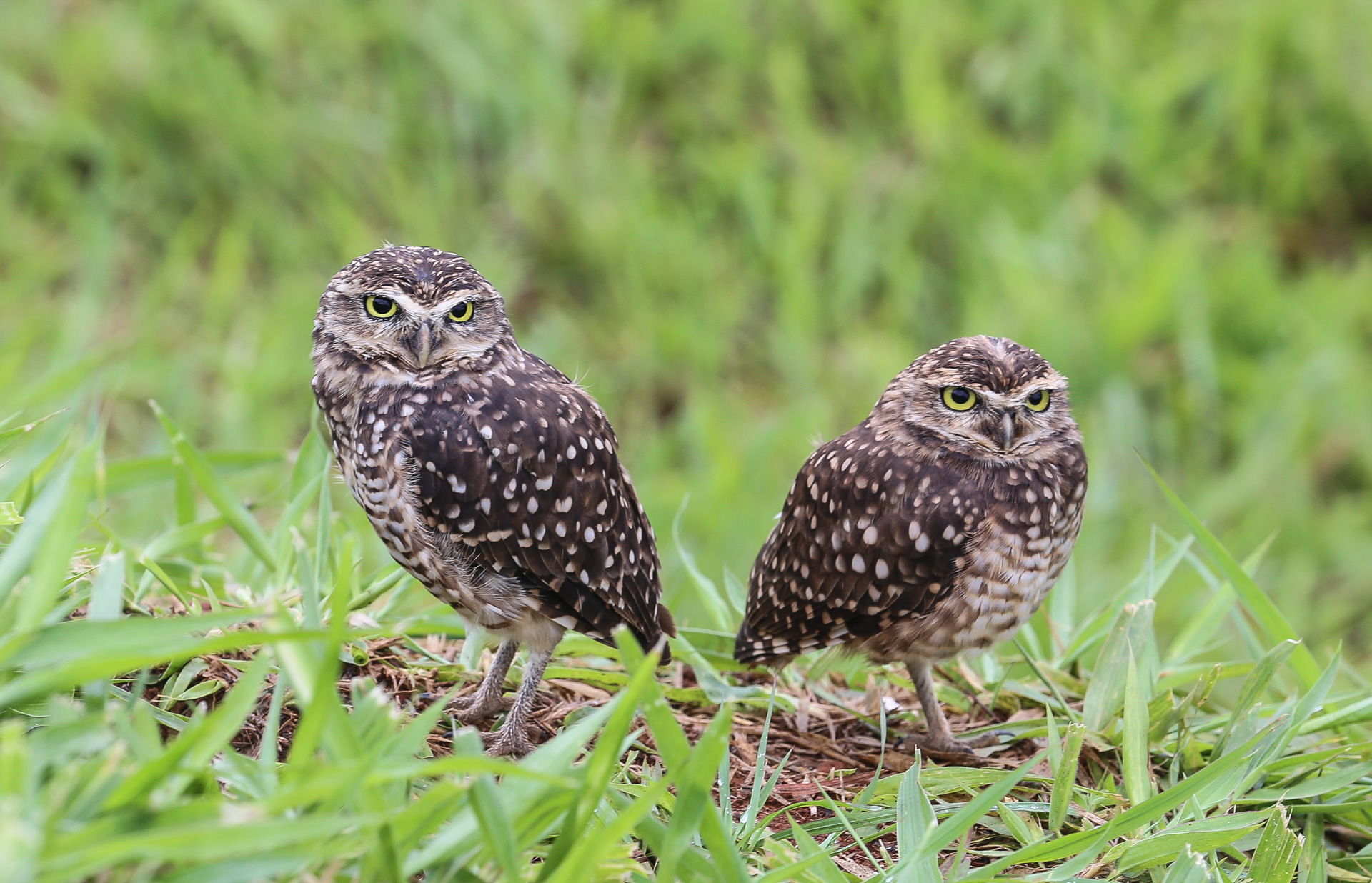 Des chouettes à Brasilia