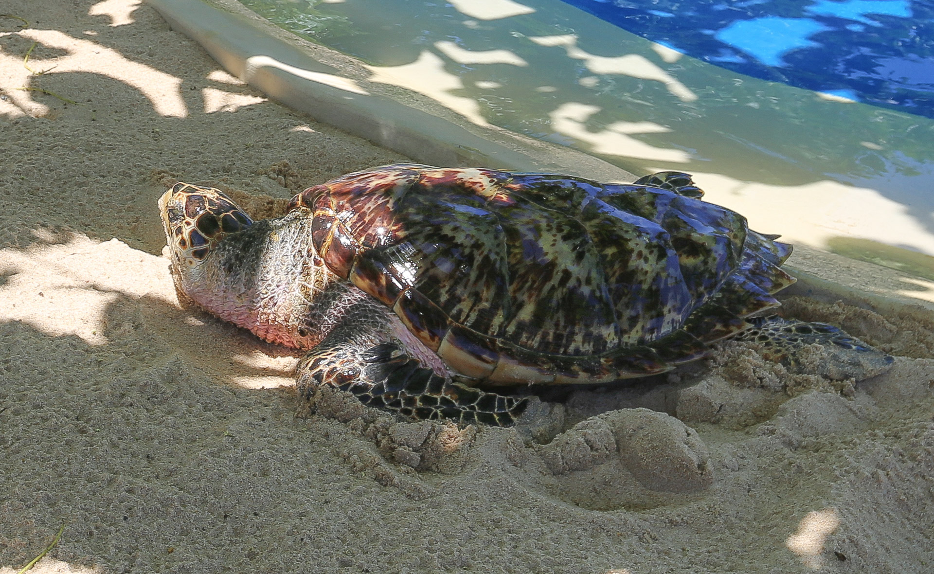 tortue centre protection praia do forte