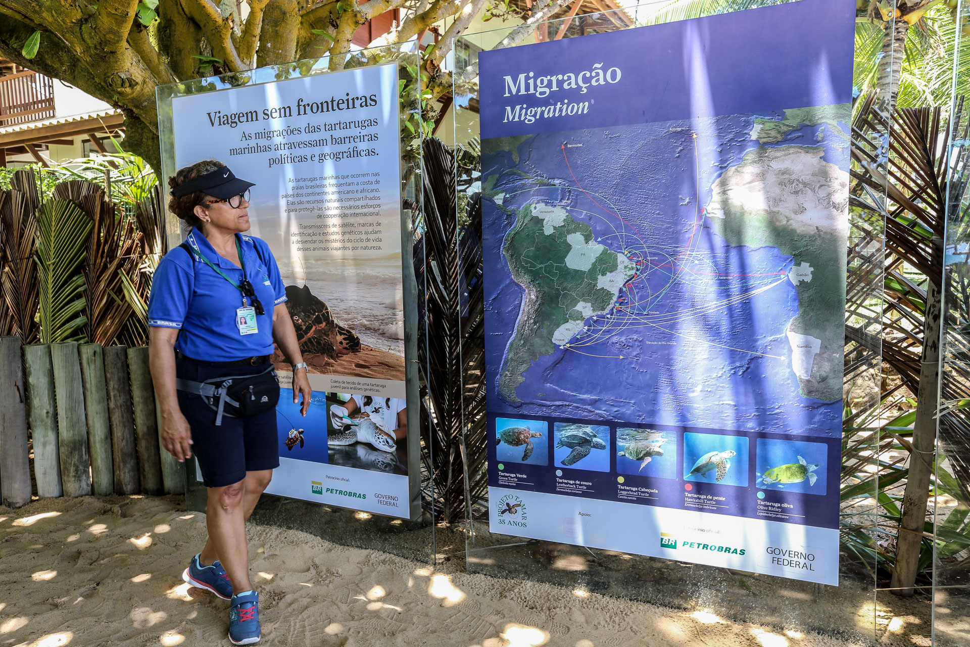 Suivant le type de tortue, les routes de migrations sont différentes