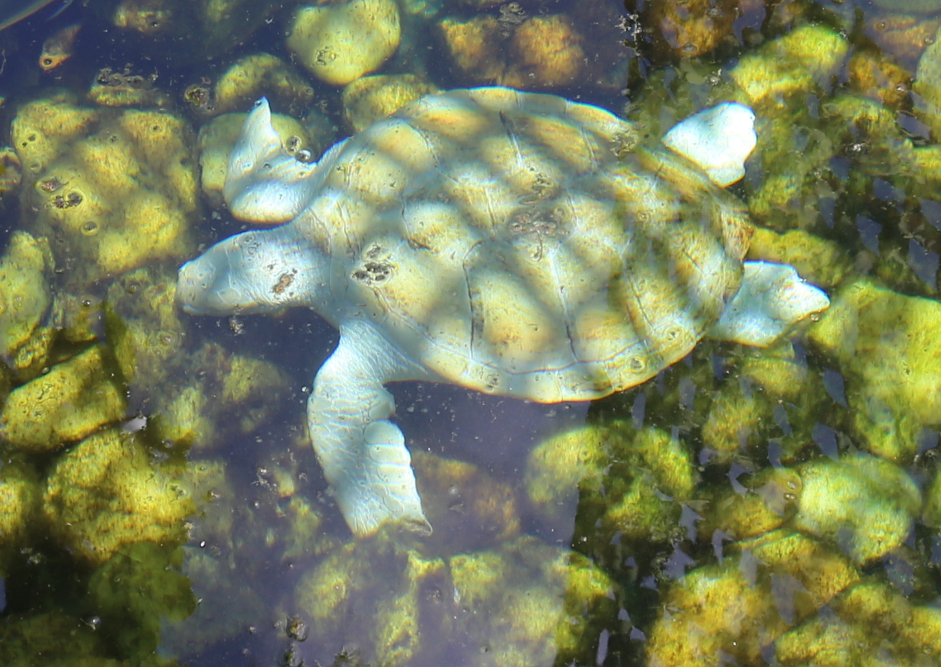 Une tortue « albinos »