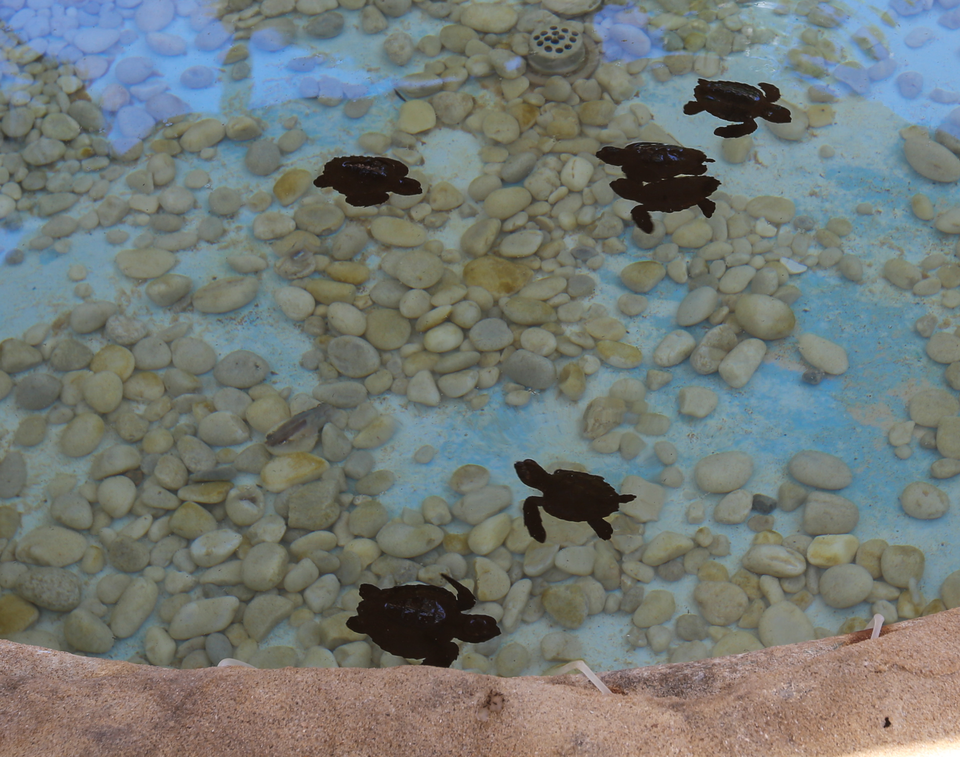 Tortues de 15 jours, avant de les relâcher dans la mer