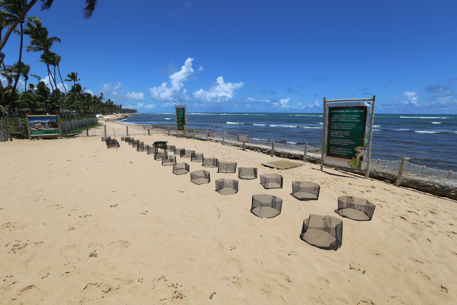 Transplantation de nids de tortues praia do forte