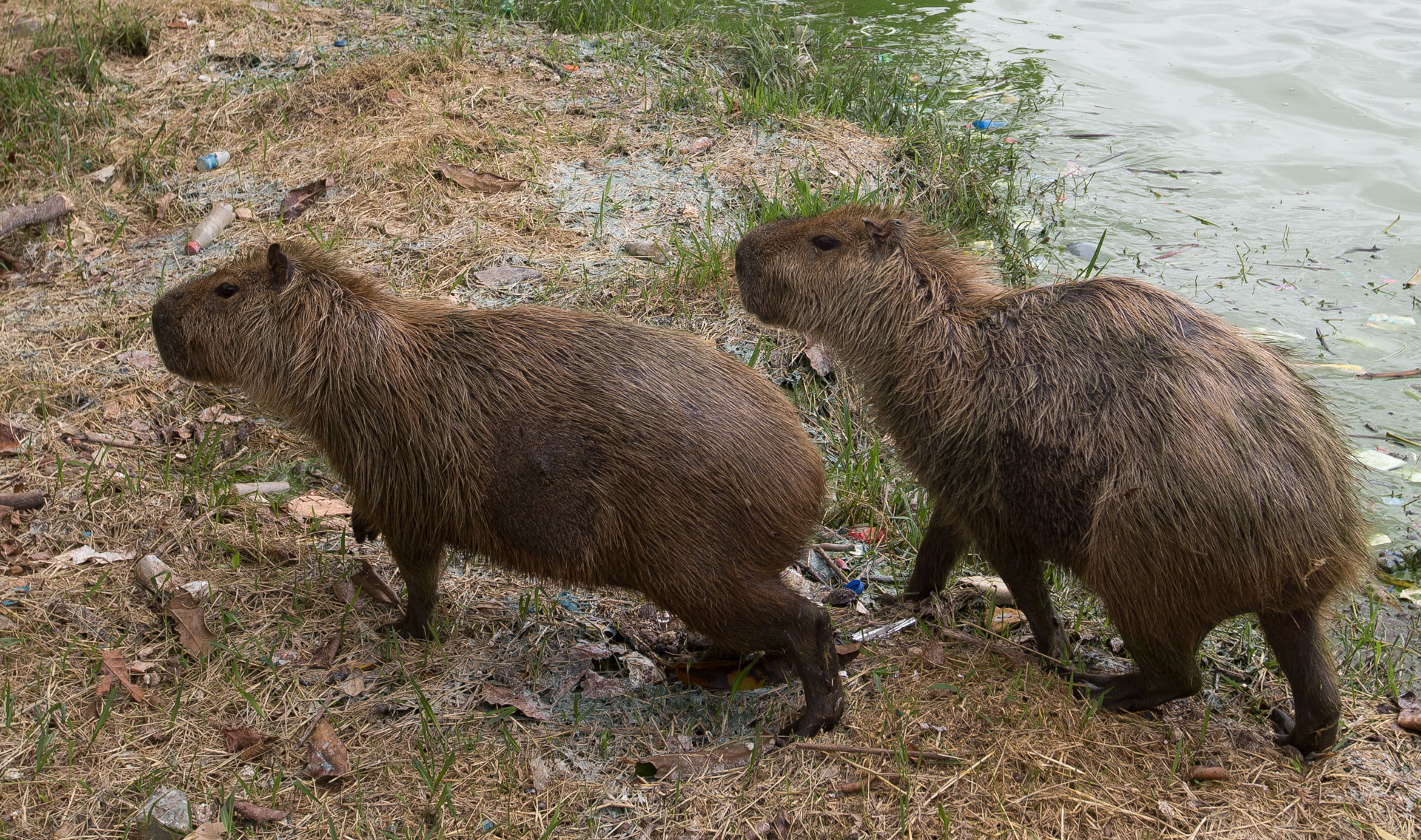 Deux capivaras, les plus gros rongeurs du monde