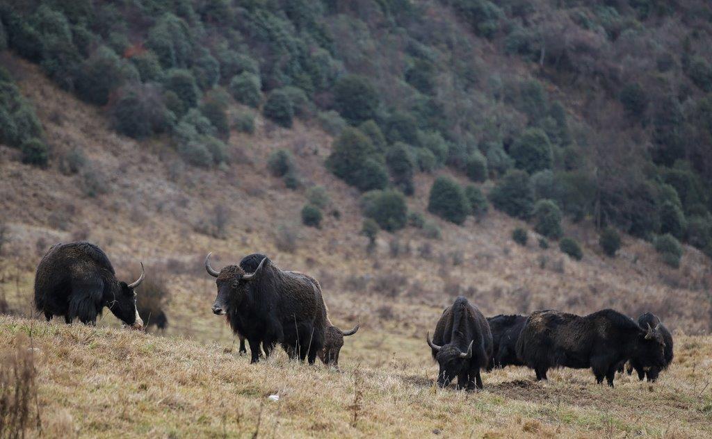 Yaks sous le col du Lawa La